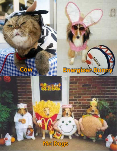 Funny dressed up animals